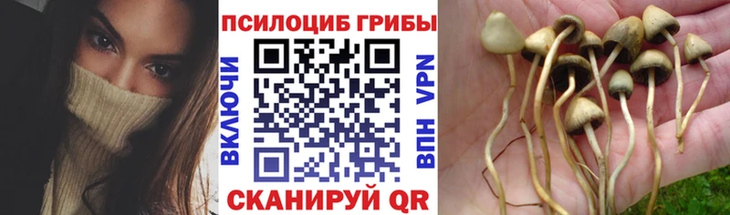 продажа наркотиков Светлоград Галлюциногенные грибы Psilocybe